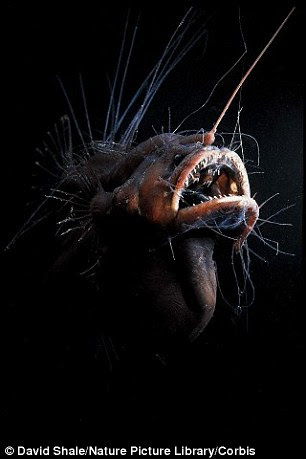 The bodies of male Angler fish actually fuses to the female's, turning it into a parasite. A female is shown