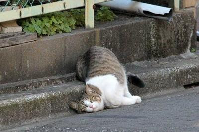 かわいい野良猫のふぐりが もう少しで見えそう 15年08月04日の動物のボケ ボケて Bokete