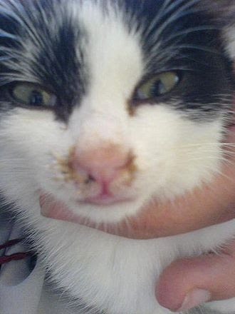 Le Coryza J Aime Mon Chat