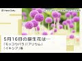 無料ダウンロード モッコ��バラ 花言葉 英語 156356-モ���コウバラ 花言葉 英語