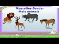 English Grammar - Gender