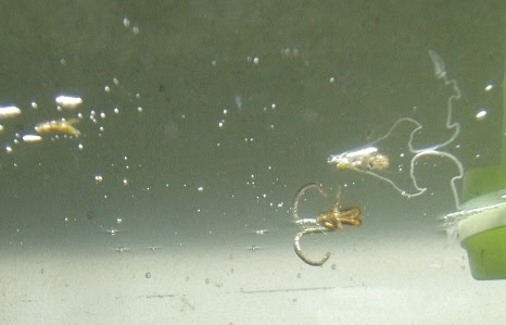 水替えなしでも透明になった ぼくのノドをうるおす金魚たち