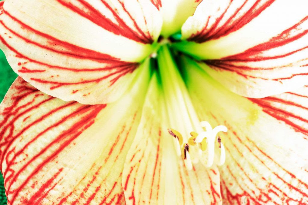 festive_flowers_buy_instead_poinsettias_christmas_amaryllis