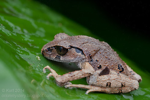 Leptolalax sp. IMG_5102 copy