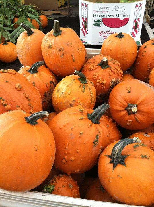 Pumpkin Patch & Corn Maze - Bella Organic | Sauvie Island | Portland Oregon