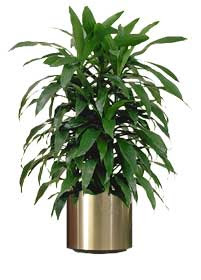 Dracaena Varieties