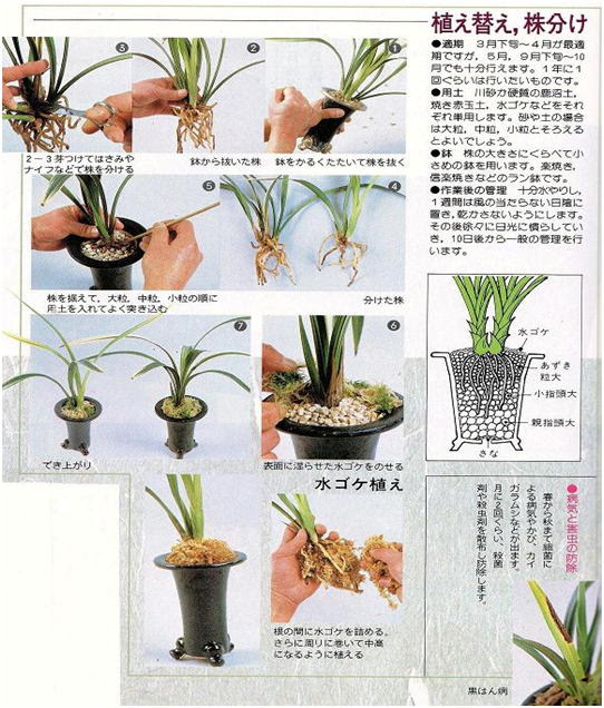 恵蘭の栽培方法 作場 温室 軒先 ビニールハウスで栽培し採光 温度に留意し 通気性 保水性および作業性の ため数十cm高さの棚を設けた架台に置きます さらに夏場の高温 冬場の凍結対策が必要です 採光 蘭は太陽光で光合成を行い 生育に