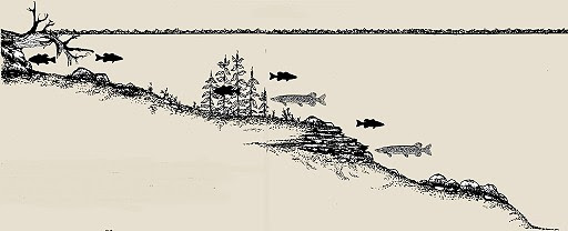 Underwater World of Freshwater Fish 