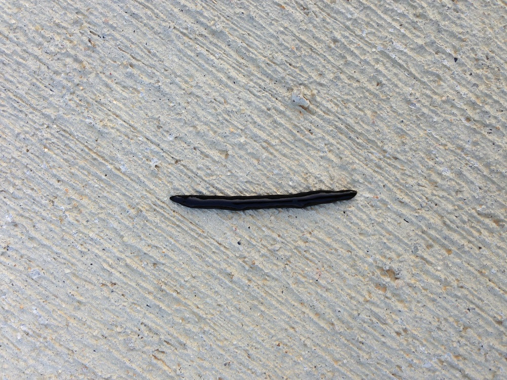 Nature In Your Backyard Mystery Leech Your Wild Life