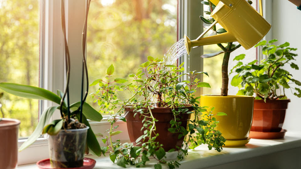 Houseplant Repot 観葉植物を育てる を英語で表現 英会話例文集 英会話 個人レッスン Mypace English