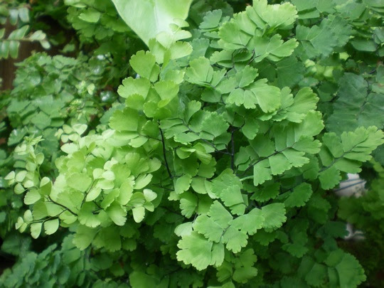 室内園芸の定番 丈夫なアジアンタム 育てようかな 植物