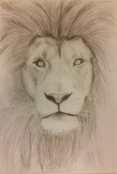 simple lion sketchdrawing  pencil maggie drawing
