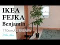 【人気ダウンロード！】 光触媒 観葉植物 ニトリ 109322-光触媒 観葉植物 ニトリ