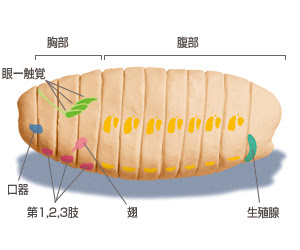 Cdb Millennium 発生と再生 発生メカニズムから進化を探る
