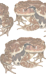 蟇蛙 ヒキガエル カエルのイラスト 条件付フリー素材集