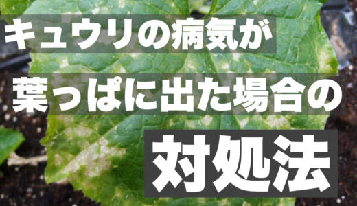 キュウリ肥料のやり方少量の追肥で元気に育てる ときめきガレージ