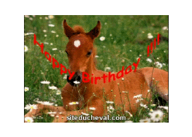 Cartes Animees Anniversaire Cheval Horse Animated Birthday Cards