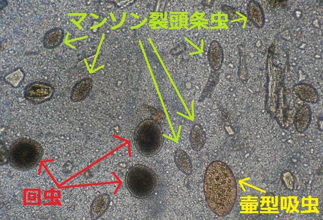 お腹の寄生虫 駿河どうぶつの病院
