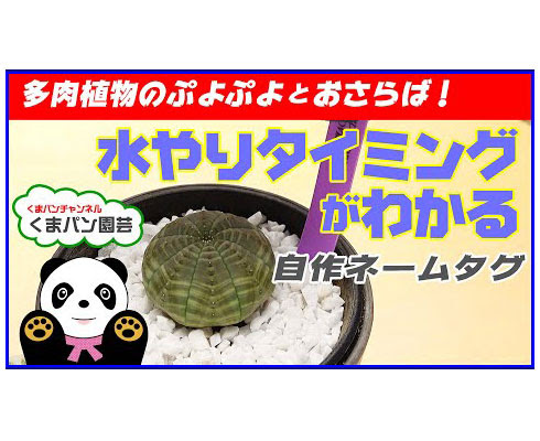 多肉植物 多肉ぶよぶよとおさらば 水やりタイミングがわかる自作ネームタグ くまパン園芸 Kobiのシークレットガーデン 観葉植物 多肉植物 の育て方