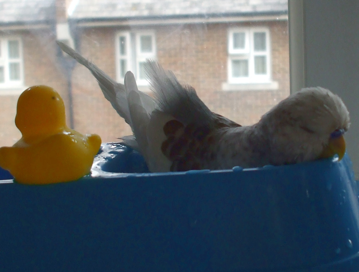 bathtime ducky 28 9 10