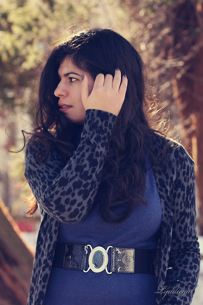 Grey leopard