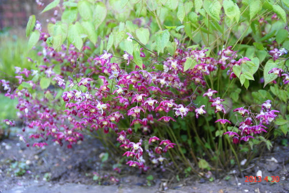５月の庭 イギリスそよ風もよう