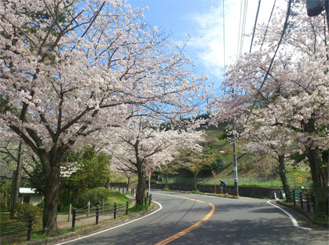 桜と地球温暖化を考える E コラム 過去のコラム一覧 Dowaエコジャーナル