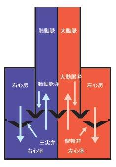 北海道心臓協会