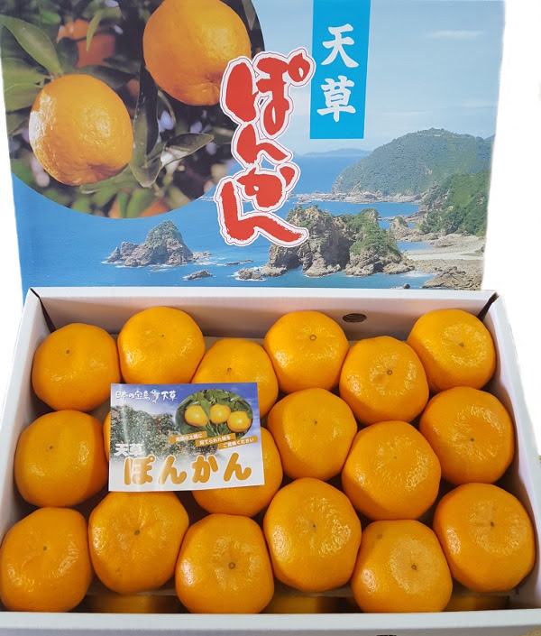 天草 ポンカン 熊本県産 まぼろしの果実 ｃｏｍ