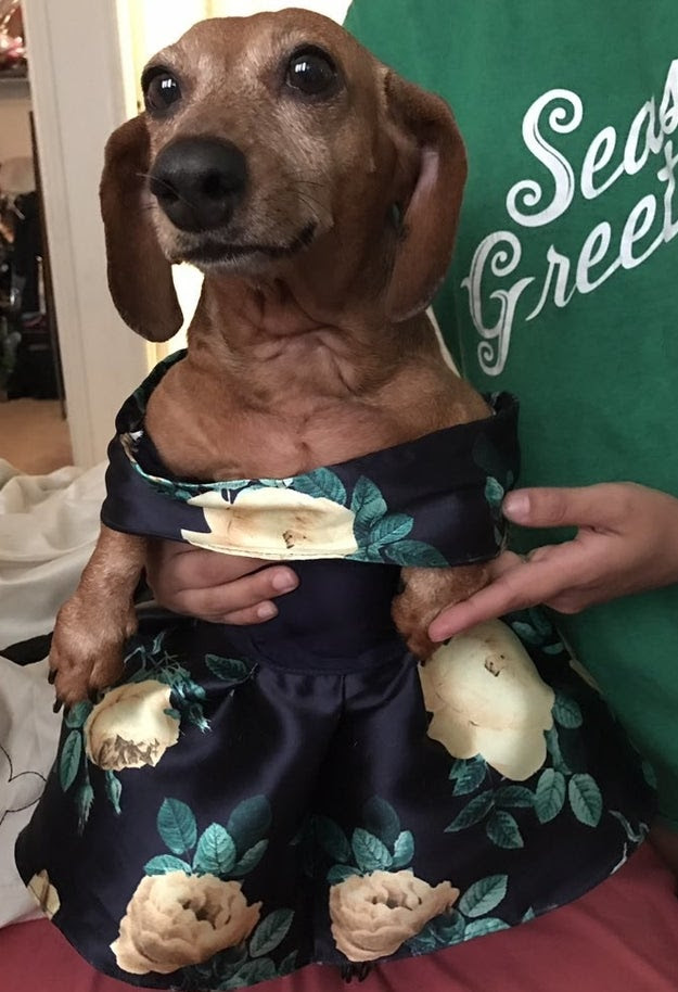 Sasha was VERY good during the fitting. "I had to keep taking it on and off of her," Brenda said. "She was really obedient."