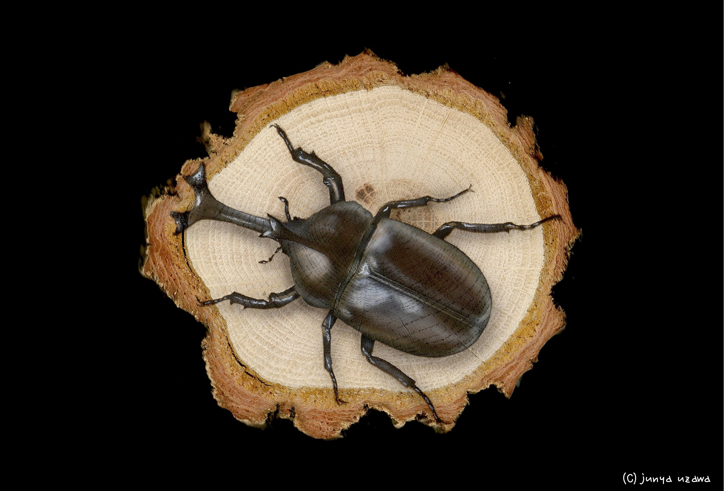 リアリズム絵画 輪切り絵アート 昆虫の絵 カブトムシ Rhinoceros Beetle
