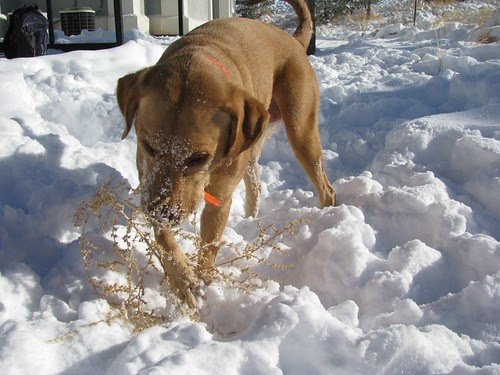 Death to tumbleweeds