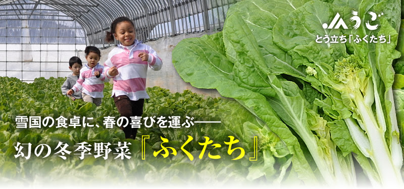ふくたち 雪国の知恵が生んだ 幻の冬野菜 Jaうご 秋田県羽後町