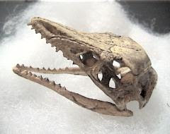 始祖鳥 古生物 について Archaeopteryx Faq