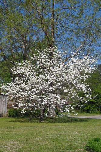 Spring In Mena 9