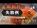 √無料でダウンロード！ コメット 金魚 飼い方 117114