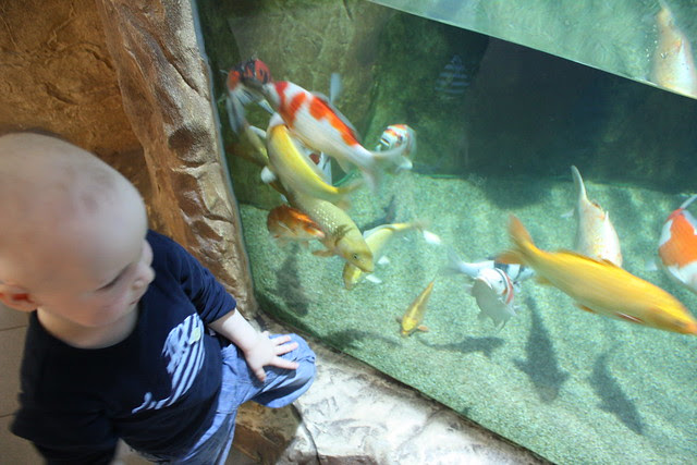 Koi Strechelzoo