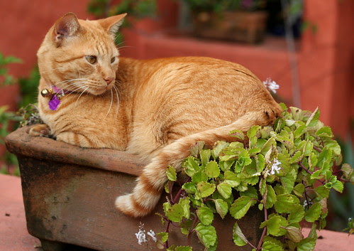 A Potted Cat