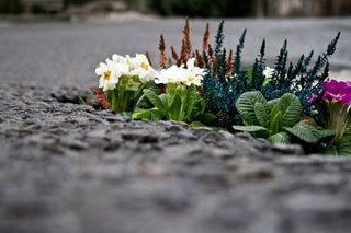 Pothole_garden_01-by-Pete-Dungey