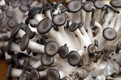 mushroom2
