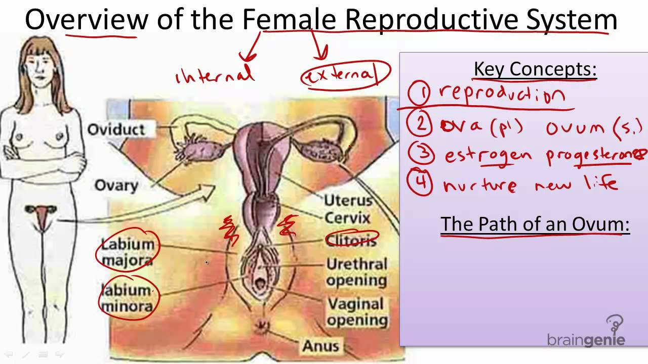 8.10.2 The Female Reproductive System - YouTube