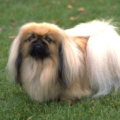 Pekingese
