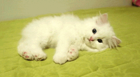 kittens kitten gif | WiffleGif
