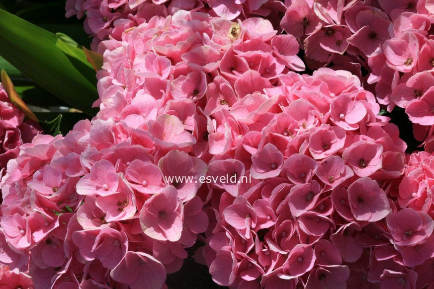 Picture and description of Hydrangea macrophylla 39;Xian39; MAGICAL OPAL