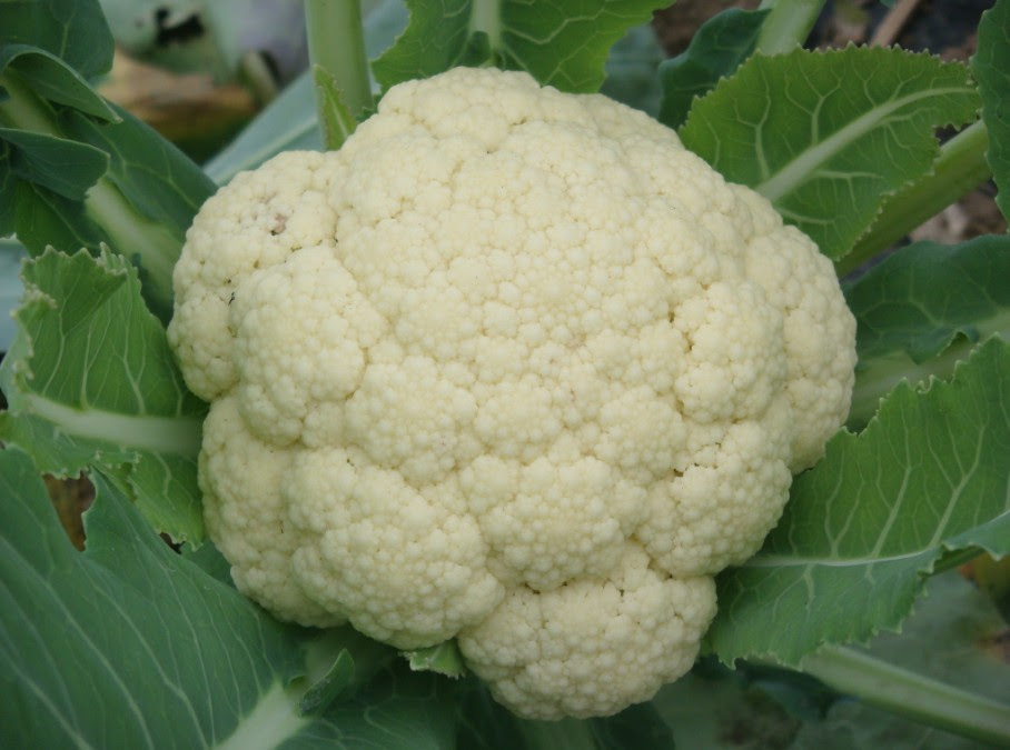 野生白菜花功效是什么 中华康网