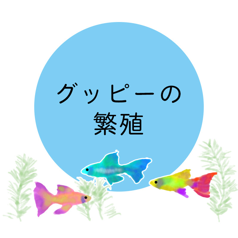アクア事業部監修 グッピーは産卵する 卵胎生という繁殖方法について 稚魚の育て方は