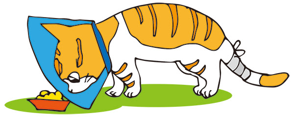 猫にエリザベスカラーをつけると嫌がる ストレスにならない方法は 猫の総合情報サイト ペットスマイルニュースforネコちゃん