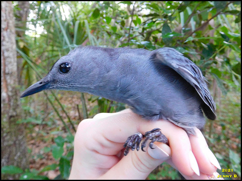 Gray Catbird