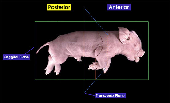 Anterior And Posterior Whitman College