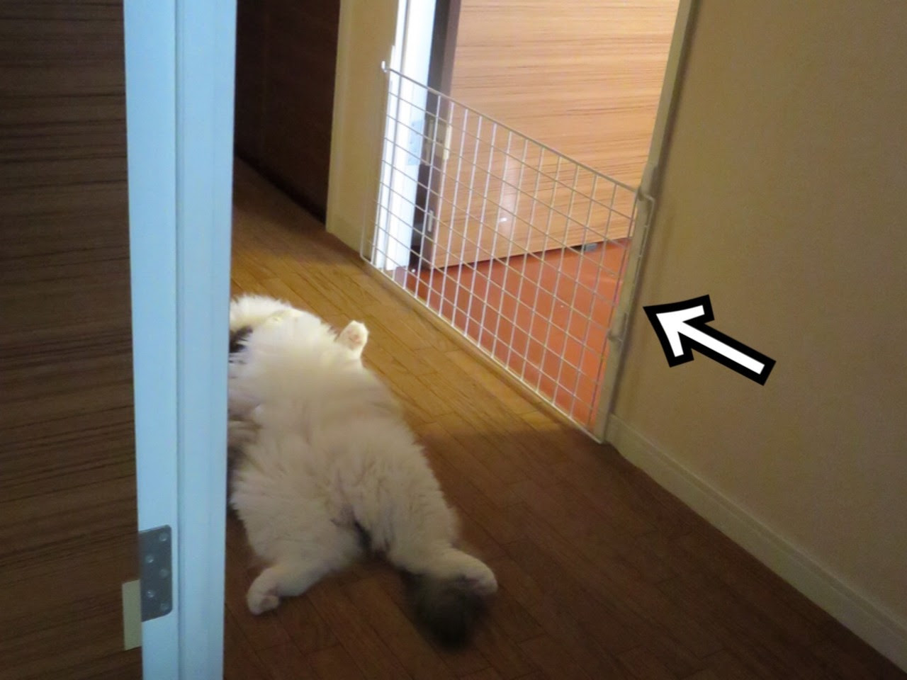 犬用の手作り簡単簡易ペットゲート 毛玉きょうだい Powered By ライブドアブログ